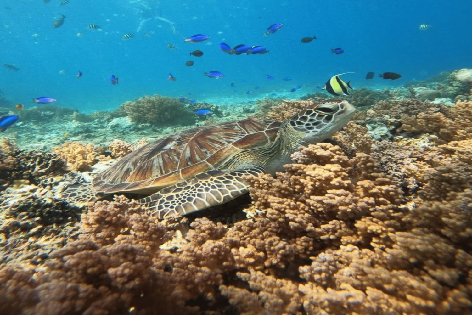 Lombok : Gili Snorkeling Trip and Horse Ride