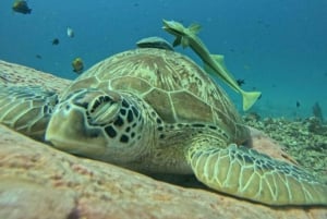 Lombok : Gili Snorkeling Trip and Horse Ride