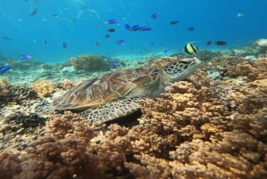 Lombok : Gili Snorkeling Trip and Horse Ride