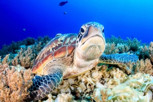 Lombok: Gili Trawangan / Meno / Air Tour (incl. Lunch)