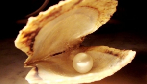 Lombok Golden Pearls