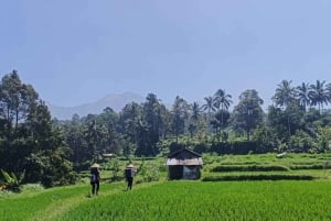 Lombok: caminhada - terraço de arroz e passeio pelas cachoeiras