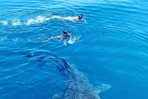 Lombok: Komodo Island 4-dagers båttur med mat og bord