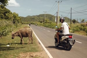 Pętla Lombok: 4-dniowa przygoda motocyklowa w małej grupie