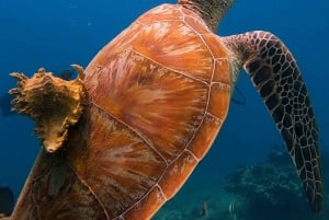 Lombok: Open Water Diver Course