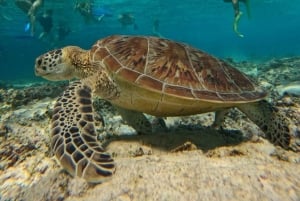 Lombok: wycieczka 1-dniowa na farmę pereł i Gili Air