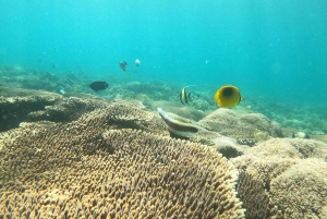 Passeio de barco pela praia rosa de Lombok: mergulho com snorkel e relaxamento