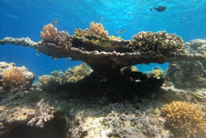 Passeio de barco pela praia rosa de Lombok: mergulho com snorkel e relaxamento