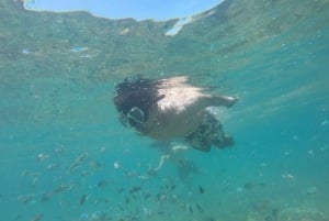 Lombok: Viagem de mergulho na Praia Rosa