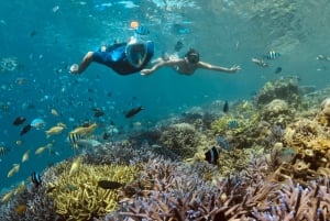 Lombok: Privat snorkling på Gili Nanggu, Gili Sudak og Gili Kedis.
