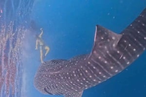 Lombok : Private 2D/1N Whale Shark Tour Lombok Sumbawa