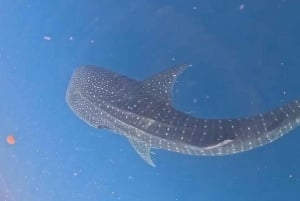 Lombok : Private 2D/1N Whale Shark Tour Lombok Sumbawa