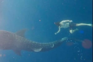 Lombok : Private 2D/1N Whale Shark Tour Lombok Sumbawa