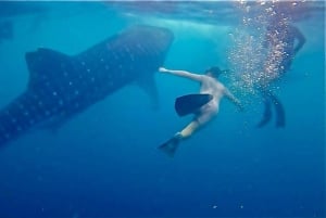 Lombok : Private 2D/1N Whale Shark Tour Lombok Sumbawa