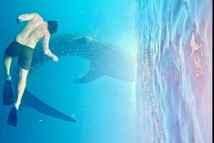 Lombok : Private 2D/1N Whale Shark Tour Lombok Sumbawa