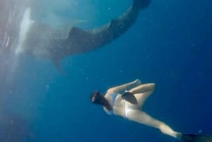 Lombok : Private 2D/1N Whale Shark Tour Lombok Sumbawa