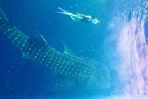 Lombok : Private 2D/1N Whale Shark Tour Lombok Sumbawa