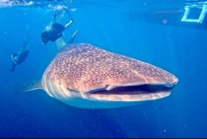 Lombok : Private 2D/1N Whale Shark Tour Lombok Sumbawa