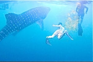 Lombok : Private 2D/1N Whale Shark Tour Lombok Sumbawa