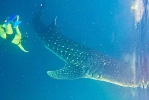 Lombok : Private 2D/1N Whale Shark Tour Lombok Sumbawa