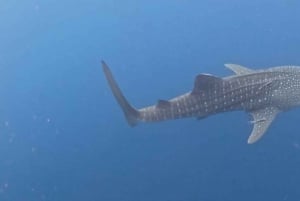 Lombok : Private 2D/1N Whale Shark Tour Lombok Sumbawa