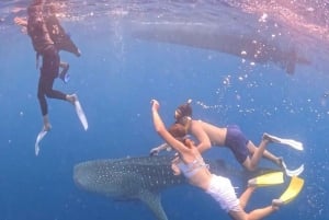 Lombok : Private 2D/1N Whale Shark Tour Lombok Sumbawa