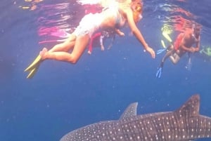 Lombok : Private 2D/1N Whale Shark Tour Lombok Sumbawa