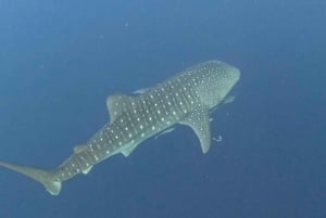 Lombok : Private 2D/1N Whale Shark Tour Lombok Sumbawa