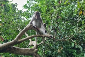 Lombok: Charter av privat bil/van med förare och guide