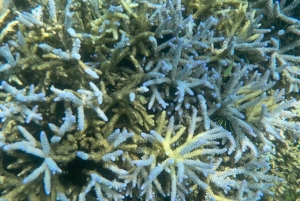 Lombok: Private day trip snorkeling in Secret Island