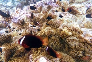 Ломбок: частный розовый пляж и экзотический сноркелинг на Гили