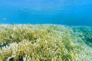 Ломбок: частный розовый пляж и экзотический сноркелинг на Гили