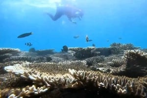 Ломбок: частный розовый пляж и экзотический сноркелинг на Гили