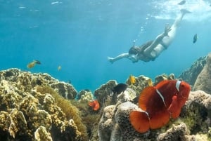 Ломбок: частный розовый пляж и экзотический сноркелинг на Гили