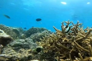 Ломбок: частный розовый пляж и экзотический сноркелинг на Гили