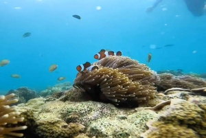 Ломбок: частный розовый пляж и экзотический сноркелинг на Гили