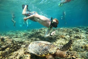 Lombok: Snorkeling privato in 4 punti e avvistamento di piccole tartarughe