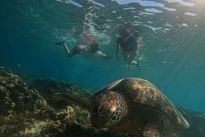 Lombok : Esnórquel privado en 4 puntos y ver crías de tortuga