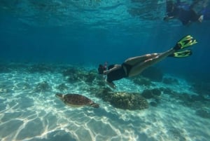 Lombok : Esnórquel privado en 4 puntos y ver crías de tortuga