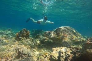 Lombok: mergulho particular com snorkel em 4 pontos e observação de tartarugas bebês