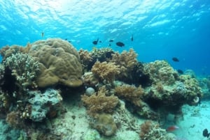 Lombok: Snorkeling privato in 4 punti e avvistamento di piccole tartarughe