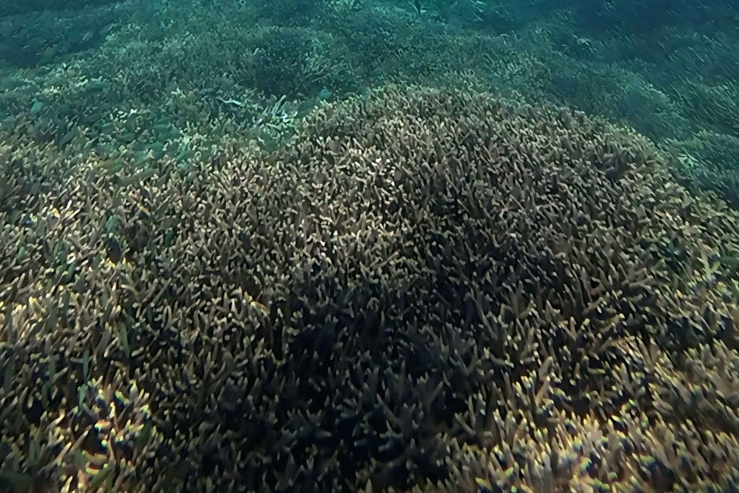 Lombok; Private Snorkeling and Coral Planting at Gili Kondo