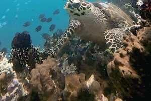 Lombok; Private Snorkeling and Coral Planting at Gili Kondo