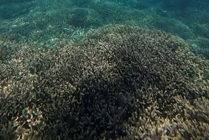 Lombok; Private Snorkeling and Coral Planting at Gili Kondo