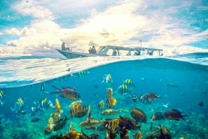 Lombok : plongée avec tuba privée, Gili Trawangan, Gili Meno, Gili Air