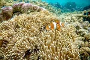 Lombok : plongée avec tuba privée, Gili Trawangan, Gili Meno, Gili Air