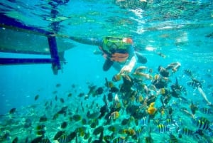 Lombok : plongée avec tuba privée, Gili Trawangan, Gili Meno, Gili Air