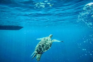 Lombok : plongée avec tuba privée, Gili Trawangan, Gili Meno, Gili Air