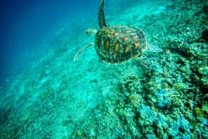 Lombok : plongée avec tuba privée, Gili Trawangan, Gili Meno, Gili Air