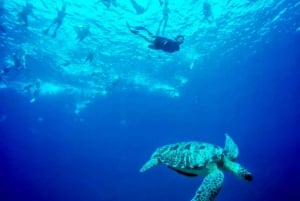 Lombok : plongée avec tuba privée, Gili Trawangan, Gili Meno, Gili Air